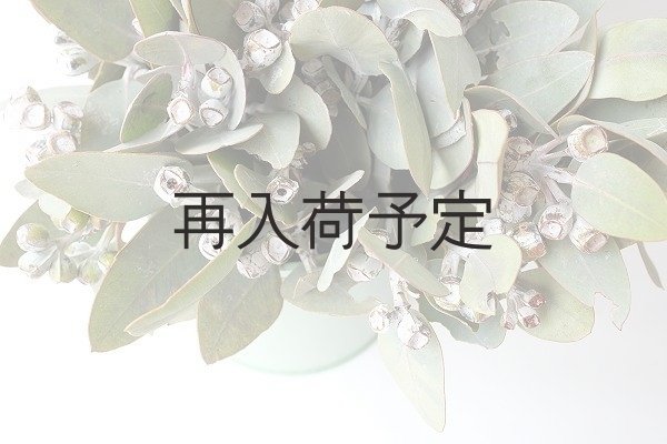 画像8: Dry plants for decor 乾燥ユーカリ・テトラゴナシルバー（実付き）Ｍサイズ (8)