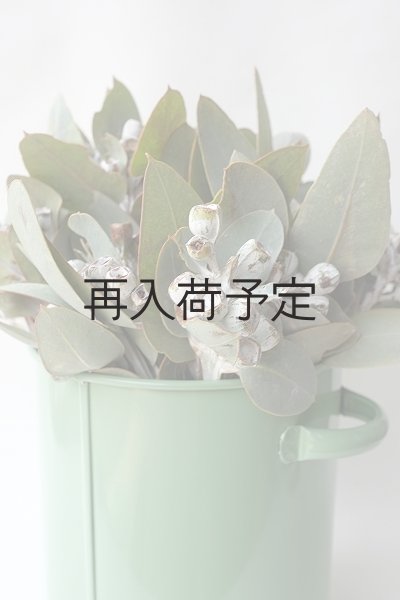 画像6: Dry plants for decor 乾燥ユーカリ・テトラゴナシルバー（実付き）Ｍサイズ (6)