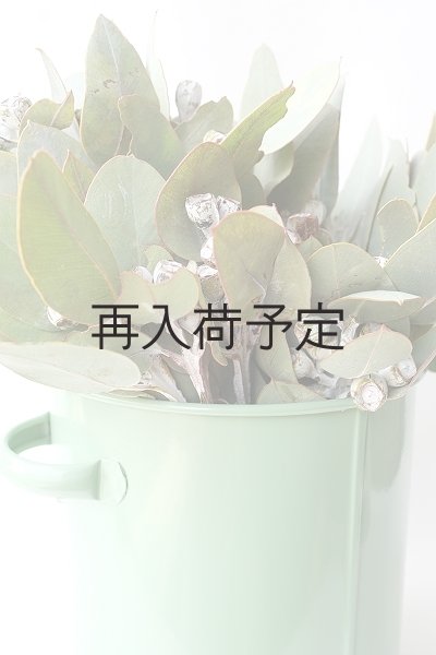 画像7: Dry plants for decor 乾燥ユーカリ・テトラゴナシルバー（実付き）Ｍサイズ (7)