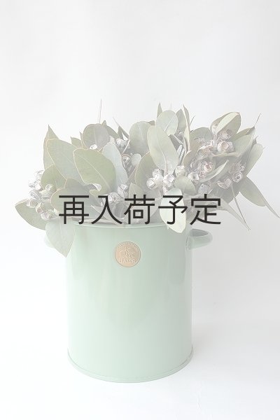 画像4: Dry plants for decor 乾燥ユーカリ・テトラゴナシルバー（実付き）Ｍサイズ (4)
