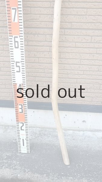 画像5: 棒流木・長尺 (5)