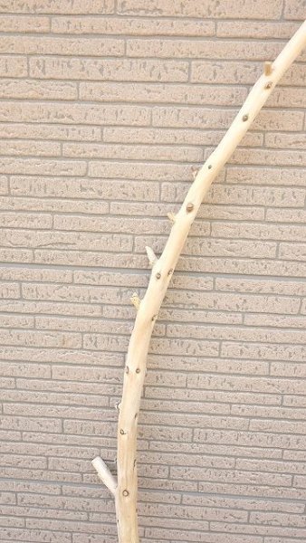 画像3: 棒流木 (3)