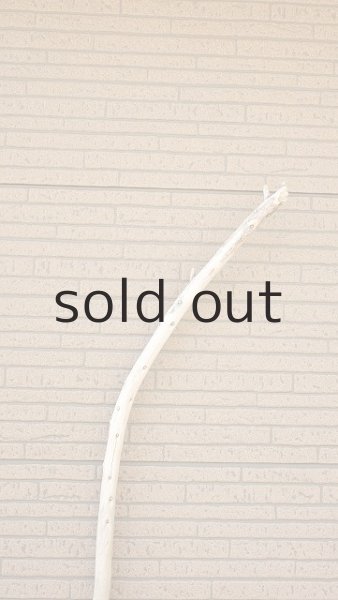 画像4: 棒流木・長尺 (4)