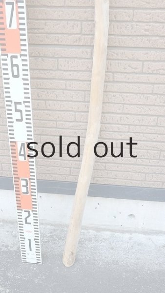 画像5: 棒流木 (5)