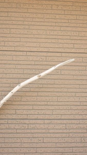 画像5: 棒流木・長尺 (5)