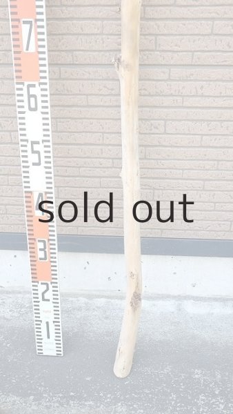 画像5: 棒流木・長尺 (5)