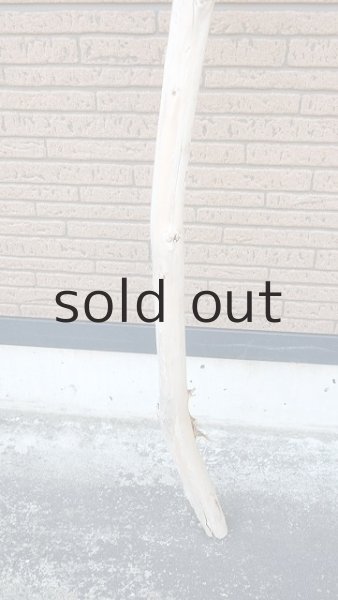 画像2: 棒流木・長尺 (2)