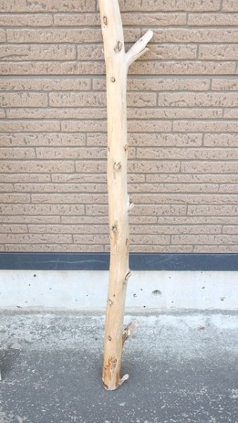 画像5: 棒流木 (5)