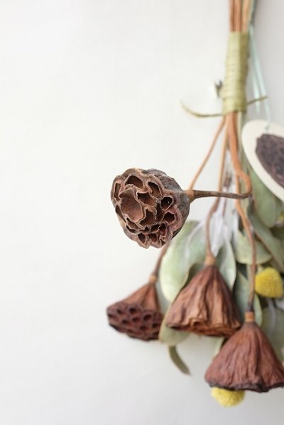 画像1: Dry plants for decor テトラゴナミックススワッグ