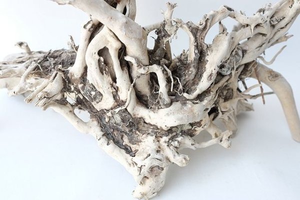 画像6: 流木根 (6)