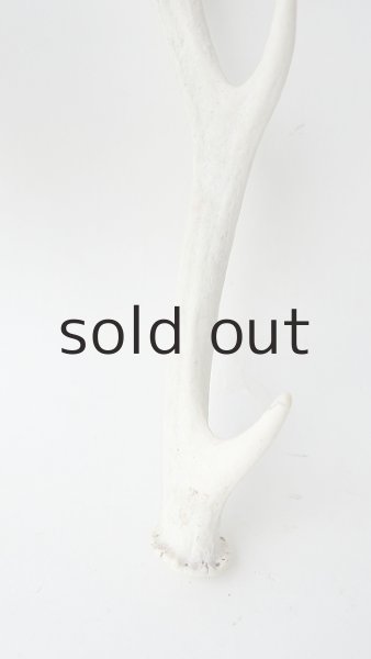 画像2: デコール用二ホンジカの角 (2)