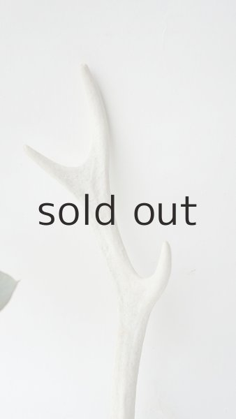 画像3: デコール用二ホンジカの角 (3)