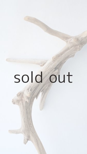 画像3: 流木根 (3)