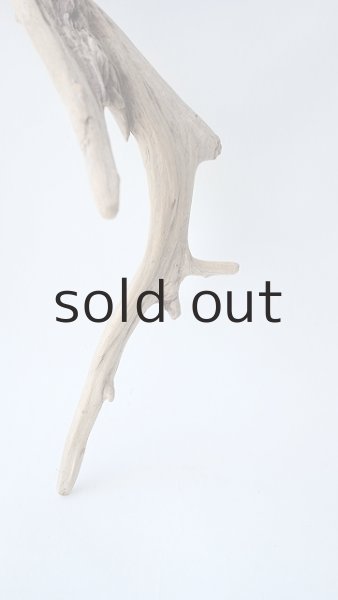 画像5: 流木根 (5)