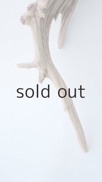 画像2: 流木根 (2)