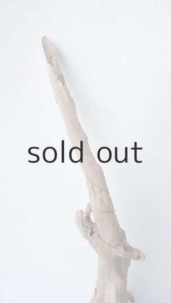 画像3: 流木根 (3)