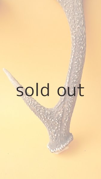 画像2: デコール用二ホンジカの角 (2)