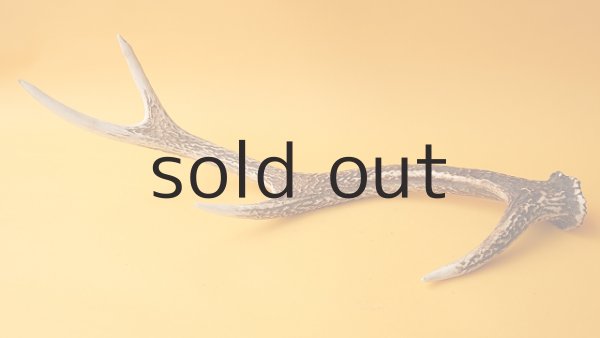 画像7: デコール用二ホンジカの角 (7)