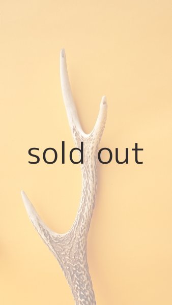 画像3: デコール用二ホンジカの角 (3)