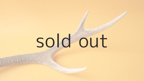 画像5: デコール用二ホンジカの角 (5)