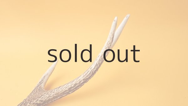 画像6: デコール用二ホンジカの角 (6)