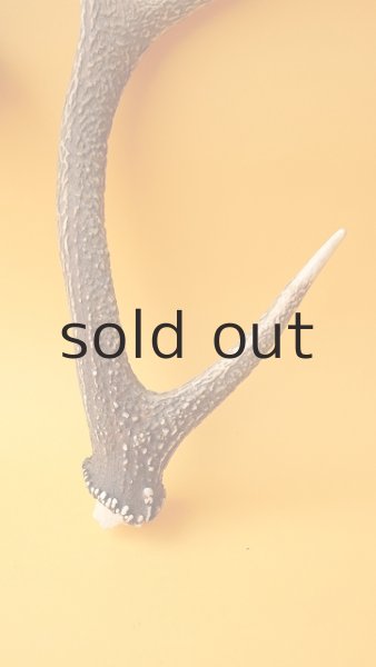 画像2: デコール用二ホンジカの角 (2)