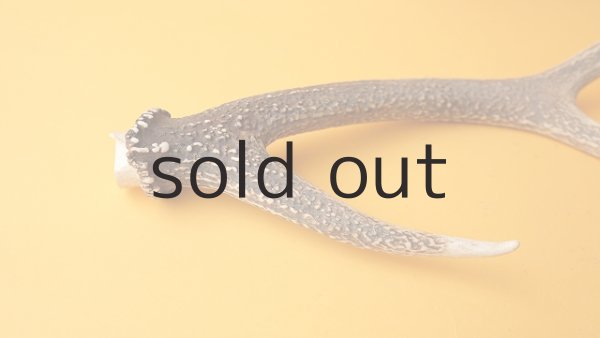 画像4: デコール用二ホンジカの角 (4)