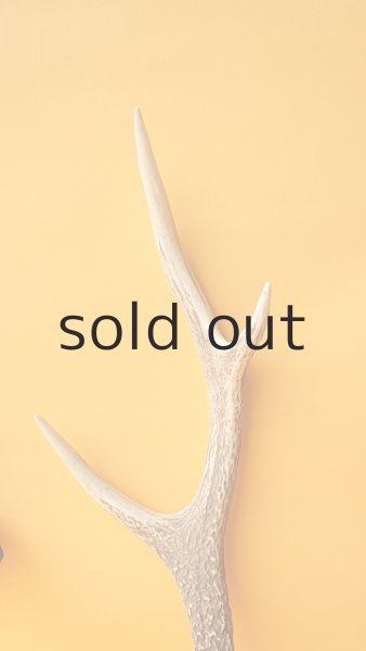 画像3: デコール用二ホンジカの角 (3)