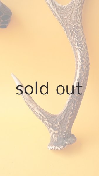 画像2: デコール用二ホンジカの角 (2)