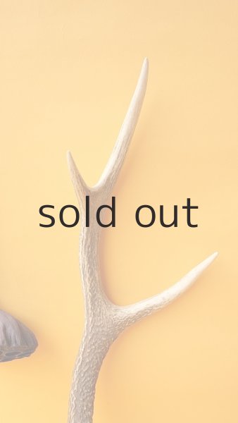 画像3: デコール用二ホンジカの角 (3)