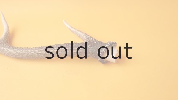 画像7: デコール用二ホンジカの角 (7)