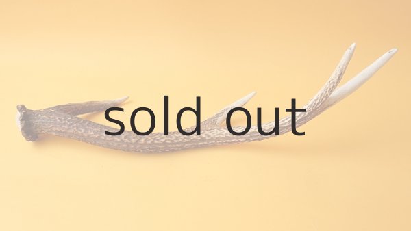 画像4: デコール用二ホンジカの角 (4)