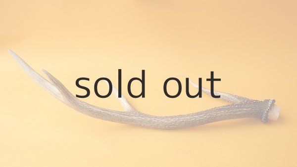 画像6: デコール用二ホンジカの角 (6)