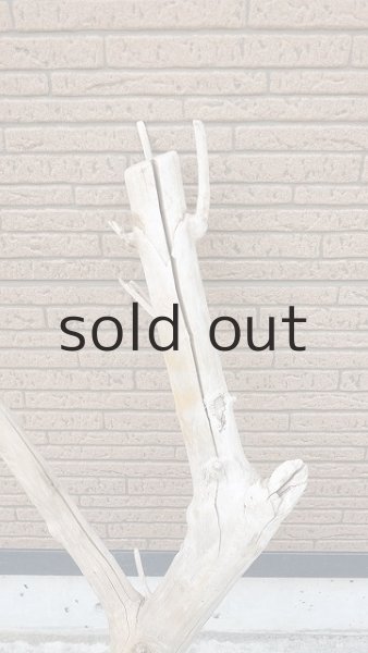 画像3: 幹流木・長尺 (3)