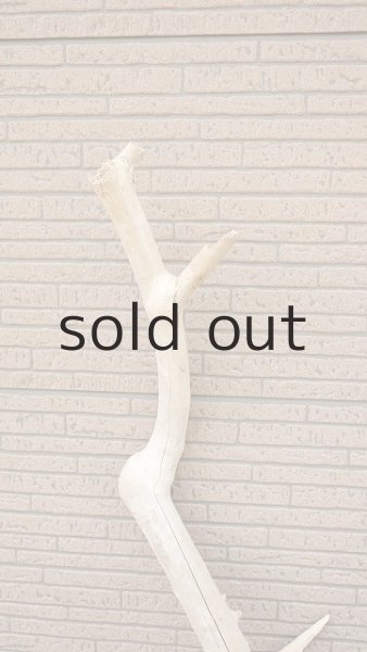 画像4: 幹流木 (4)