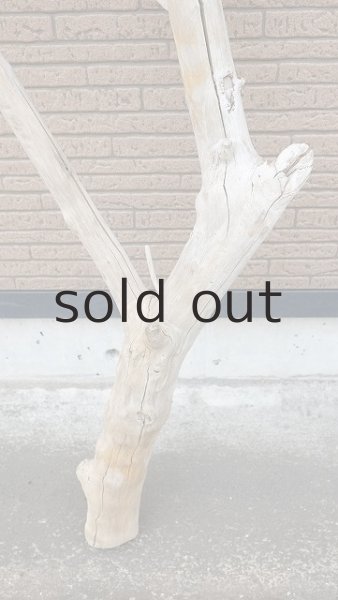 画像2: 幹流木・長尺 (2)