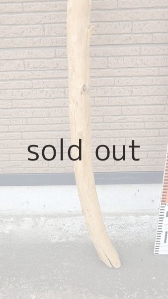 画像6: 棒流木・長尺 (6)