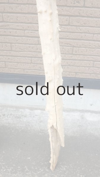 画像5: 幹流木 (5)