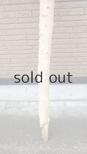 画像2: 幹流木 (2)