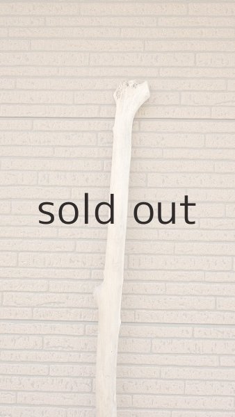 画像4: 幹流木・長尺 (4)