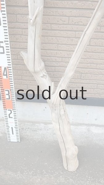 画像6: 幹流木・長尺 (6)