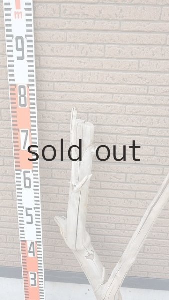 画像7: 幹流木・長尺 (7)