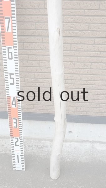 画像5: 幹流木・長尺 (5)