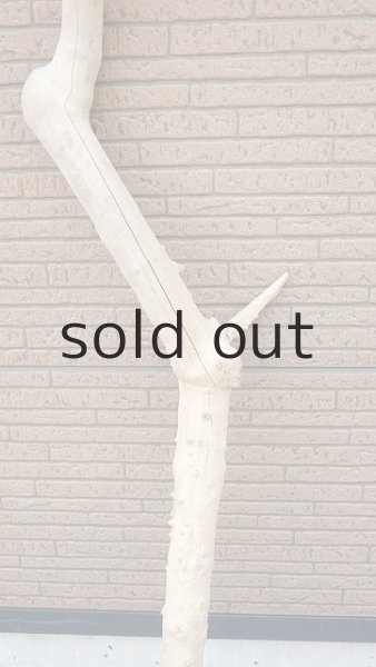 画像3: 幹流木 (3)