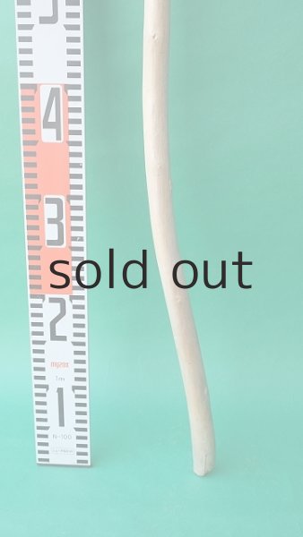 画像5: 棒流木 (5)