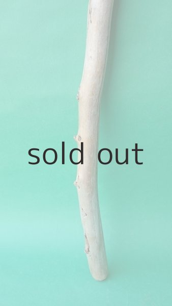 画像2: 棒流木 (2)