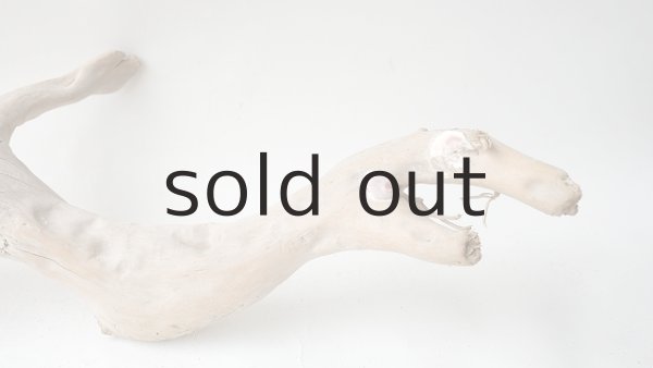 画像10: 流木根 (10)