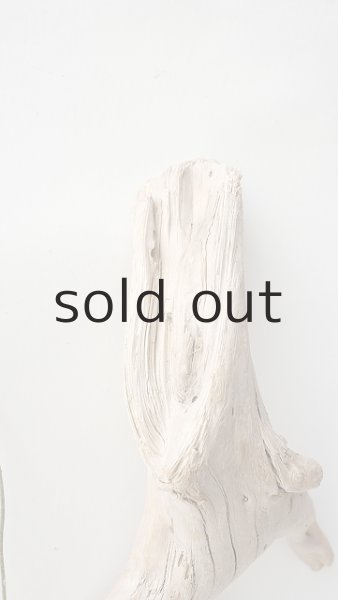 画像4: 流木根 (4)