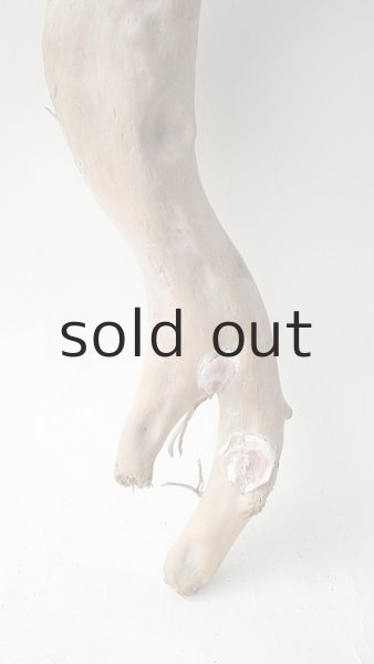 画像2: 流木根 (2)