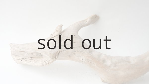 画像9: 流木根 (9)